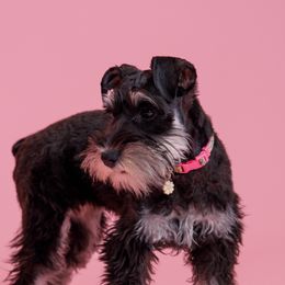 Miniature Schnauzers from Bellas Schnauzers
