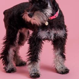 Miniature Schnauzers from Bellas Schnauzers