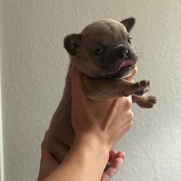 Stella - Blue fawn female French Bulldog puppy in New Braunfels, Texas from Grand Star Bulldogs