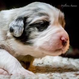 Noelle - Blue merle female Australian Shepherd puppy in Decatur, Texas from Wyldrose Australian Shepherds