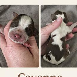 Cayenne - Tri-Roan female English Springer Spaniel puppy in Fort White, Florida from Thunderbird Springers