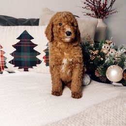Yellow color boy - Red  male Goldendoodle puppy in Spokane, Washington from Beloved_doodles_WA