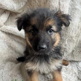 Xia - Black and red female German Shepherd puppy in Graham, Washington from Wildeflecken Shepherds