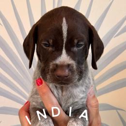German Shorthaired Pointer Puppies from Buck GSP