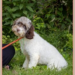 O'Malley - Brown white and tan male Cockapoo puppy in Connersville, Indiana from Deaz Doodle Ranch