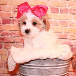 Poodle Puppies from Dundee Dandy Poodles