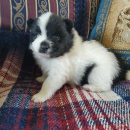 Companion Cross, Pomeranian, and Sheepadoodle Puppies from Fluffy Wonders Poms and Doodles