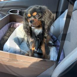 Benny - Black and tan male Cavalier King Charles Spaniel puppy in Elkton, Maryland from Pay it Forwood