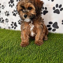 Lenox - Brown male Shihpoo puppy in Boston, Massachusetts from London’s puppies