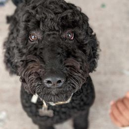 Onyx - Goldendoodle
