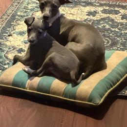 Minna - Italian Greyhound