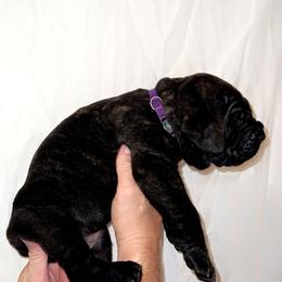 Cane Corso Puppies from Rock Creek Cane Corso