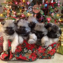 Keeshond Puppies from Geatland Keeshonden