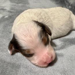 Murphy - Blue merle male Bernedoodle puppy in Vacaville, California from Starlight Goldendoodles