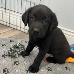 Tux - Black male Labrador Retriever puppy in Richfield, Utah from Stormy River Retrievers