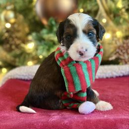 Lola - Sable female Bernedoodle puppy in Royse City, Texas from Platinum Bernedoodles of Texas