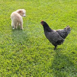 Border Collie Puppies from Double4farms