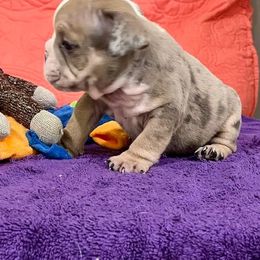 Boy 3 - male Bulldog puppy in Temple Terrace, Florida from Heavensent Bulldogs