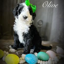 Bernedoodle Puppies from Hudson Shore Bernedoodles
