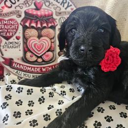 Girl 4 - Black female Bordoodle puppy in Hillsboro, Wisconsin from Nolichuckey Bordoodles