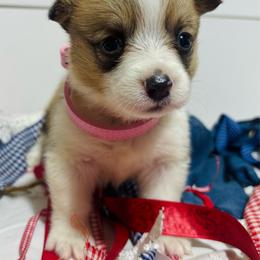 Pink Collar - Red female Pembroke Welsh Corgi puppy in Boaz, Alabama from Brumblow’s Kennel