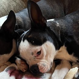 Josie - Boston Terrier