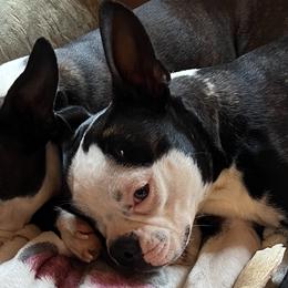 Josie - Boston Terrier