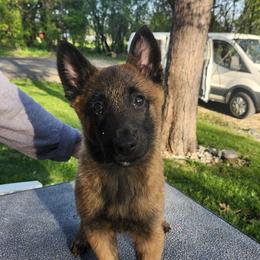 Lucky - Red sable male Belgian Malinois puppy in Portage, Wisconsin from Rock 'n Wool Aussies & Malinois