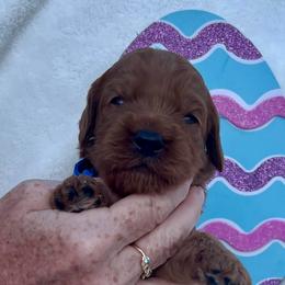Dark Blue - Red  male Goldendoodle puppy in Indian Trail, North Carolina from Castleberry Doodles and Poodles