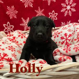 Holly- Girl 1 - German Shepherd puppy from Freedom Acres Farm