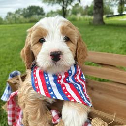 Studebaker - Apricot male Double Doodle puppy in Harrisonville, Missouri from Blessed Day Doodles