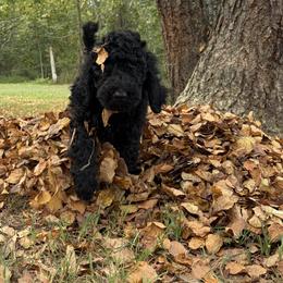 Miss Eloise - Black female Goldendoodle puppy in Huntingdon, Tennessee from McCaslin's Doodles