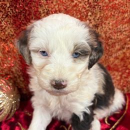 Daisy - Brown merle female Aussiedoodle puppy in Marshall, Arkansas from Buffalo River Puppies