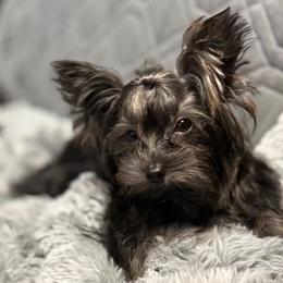 Rayvn - Black and gold female Yorkshire Terrier puppy in Dallas, Texas from JBzPawz