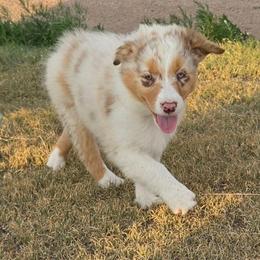 Cinnamon (Blue) - Red merle female Australian Shepherd puppy in Vona, Colorado from Dyna Aussies