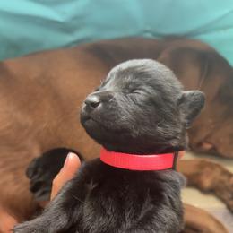 Labrador Retriever Puppies from Creekside Canines
