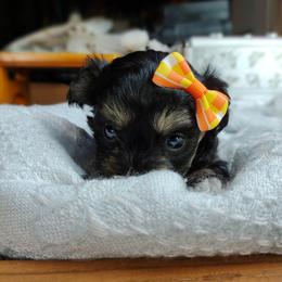 Companion Cross, Havanese, Mal-Shi, Maltese, Maltipoo, Morkie, and Shih Tzu Puppies from Seeking Shalom Acres Maltese, Maltipoos & Havamalts