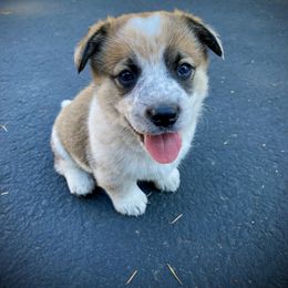 Boy 1 - male Sporty Mix puppy in Woodland, Washington from MB Acres Corgis