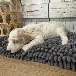 Purple Collar Girl 2150.00 - White female Cavapoo puppy in Alvin, Texas from JP Southern Doodles