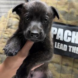 Axel - Gold brindle male Dutch Shepherd puppy in Watertown, Connecticut from APACHEK9