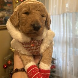 Teddy - Apricot male Poodle puppy in Mobile, Alabama from Semmy’s Standard Poodle LLC