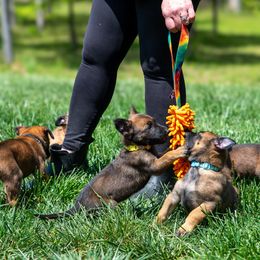 Belgian Malinois Puppies from Hershel's