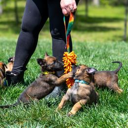 Belgian Malinois Puppies from Hershel's