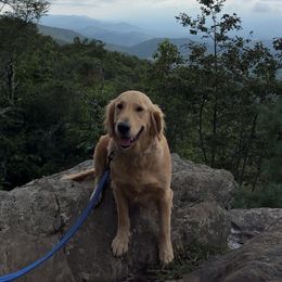 Molly - Golden female Golden Retriever puppy in Philadelphia, Pennsylvania from Prim Family Goldens