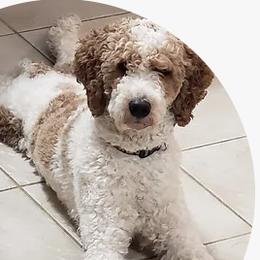 Murph - Poodle