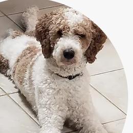 Murph - Poodle