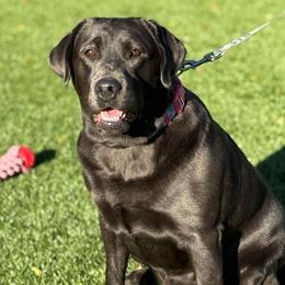 HONEY - Labrador Retriever