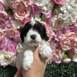 Lacey - Brown and white female Cockapoo puppy in Rolla, Missouri from Diamond K
