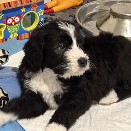 Taylor - Black and white female Bernedoodle puppy in Sturtevant, Wisconsin from Raising Doodles