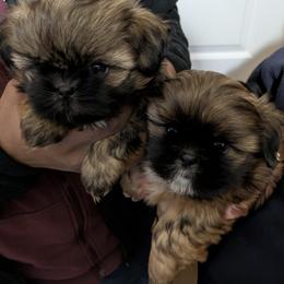 Shih Tzu Puppies from Ming Xing Shih Tzu